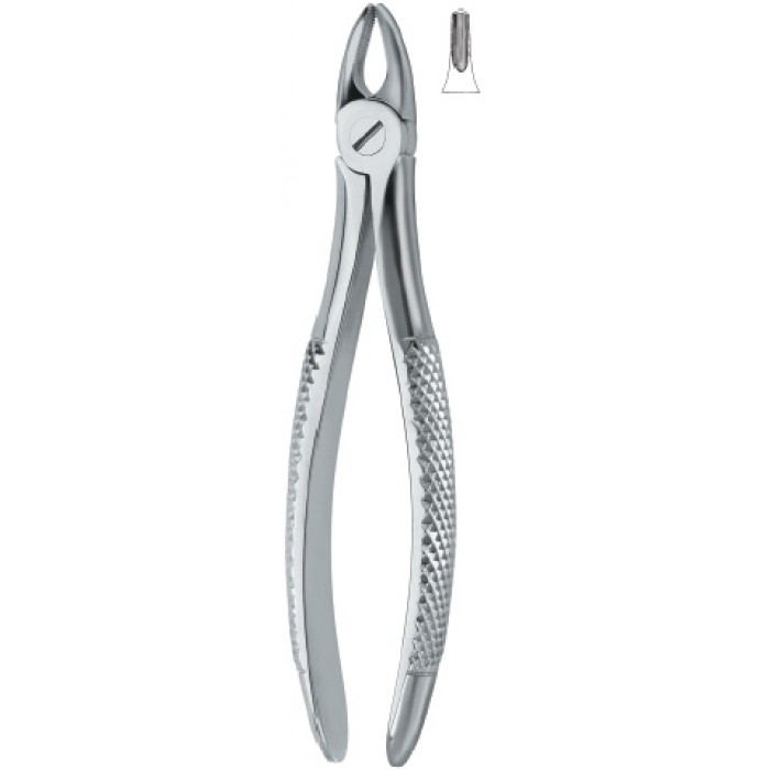 Incisors and bicuspids 37